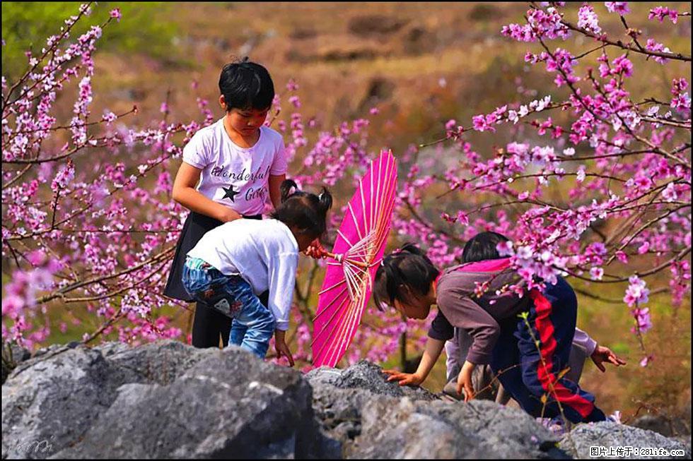 【春天,广西桂林灌阳县向您发出邀请!】望月岭上桃花开 - 游山玩水 - 株洲生活社区 - 株洲28生活网 zhuzhou.28life.com