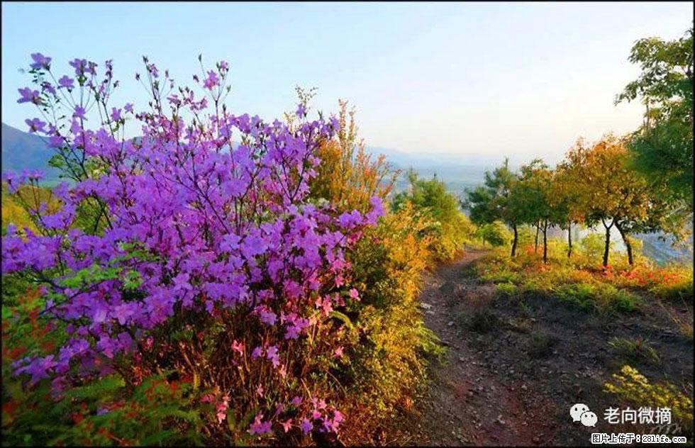【春天，广西桂林灌阳县向您发出邀请！】登麒麟山，相约映山红 - 游山玩水 - 株洲生活社区 - 株洲28生活网 zhuzhou.28life.com