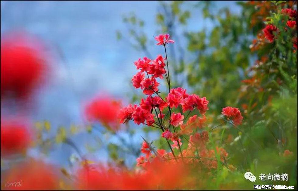 【春天，广西桂林灌阳县向您发出邀请！】登麒麟山，相约映山红 - 游山玩水 - 株洲生活社区 - 株洲28生活网 zhuzhou.28life.com