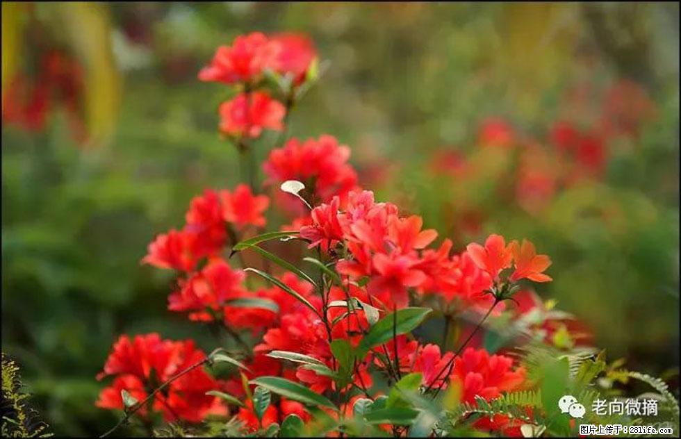 【春天，广西桂林灌阳县向您发出邀请！】登麒麟山，相约映山红 - 游山玩水 - 株洲生活社区 - 株洲28生活网 zhuzhou.28life.com