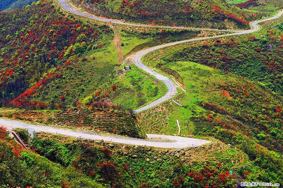 【春天,广西桂林灌阳县向您发出邀请!】春木界上映山红 - 游山玩水 - 株洲生活社区 - 株洲28生活网 zhuzhou.28life.com