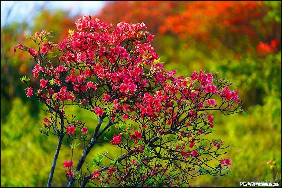 【春天,广西桂林灌阳县向您发出邀请!】春木界上映山红 - 游山玩水 - 株洲生活社区 - 株洲28生活网 zhuzhou.28life.com