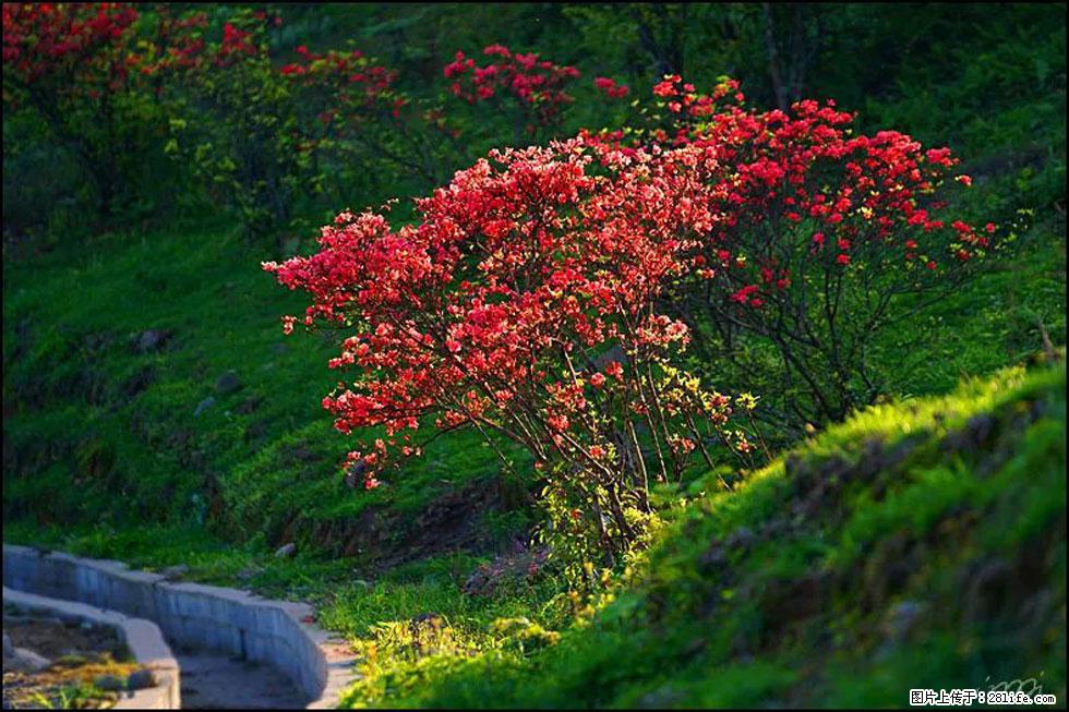 【春天,广西桂林灌阳县向您发出邀请!】春木界上映山红 - 游山玩水 - 株洲生活社区 - 株洲28生活网 zhuzhou.28life.com