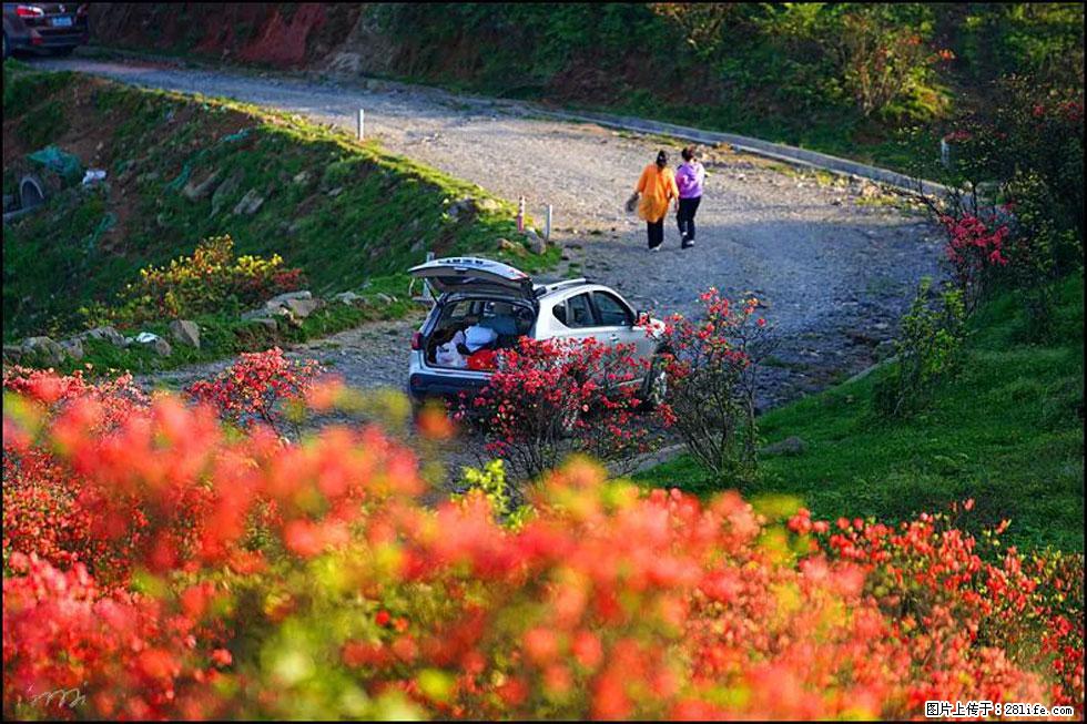 【春天,广西桂林灌阳县向您发出邀请!】春木界上映山红 - 游山玩水 - 株洲生活社区 - 株洲28生活网 zhuzhou.28life.com