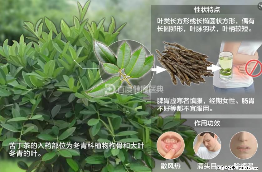 苦丁茶有哪些功效和作用 - 生活百科 - 株洲生活社区 - 株洲28生活网 zhuzhou.28life.com