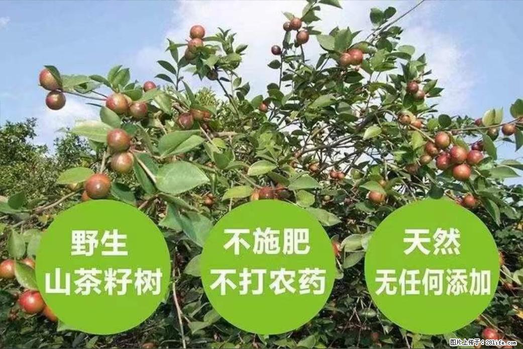 【灌阳县油茶产业示范区】一个有着充实的精神生活的人，对待身外之物自会有一种淡泊的态度 - 美食天地 - 株洲生活社区 - 株洲28生活网 zhuzhou.28life.com