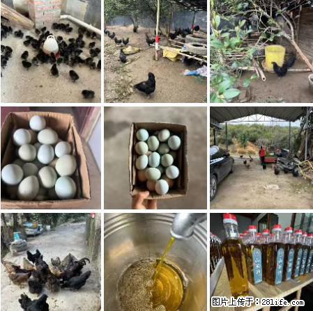 油茶园从小鸡仔开始养起的纯土鸡、土鸡蛋可以预定啦！还有前几天刚榨的纯山茶油哦 - 美食天地 - 株洲生活社区 - 株洲28生活网 zhuzhou.28life.com