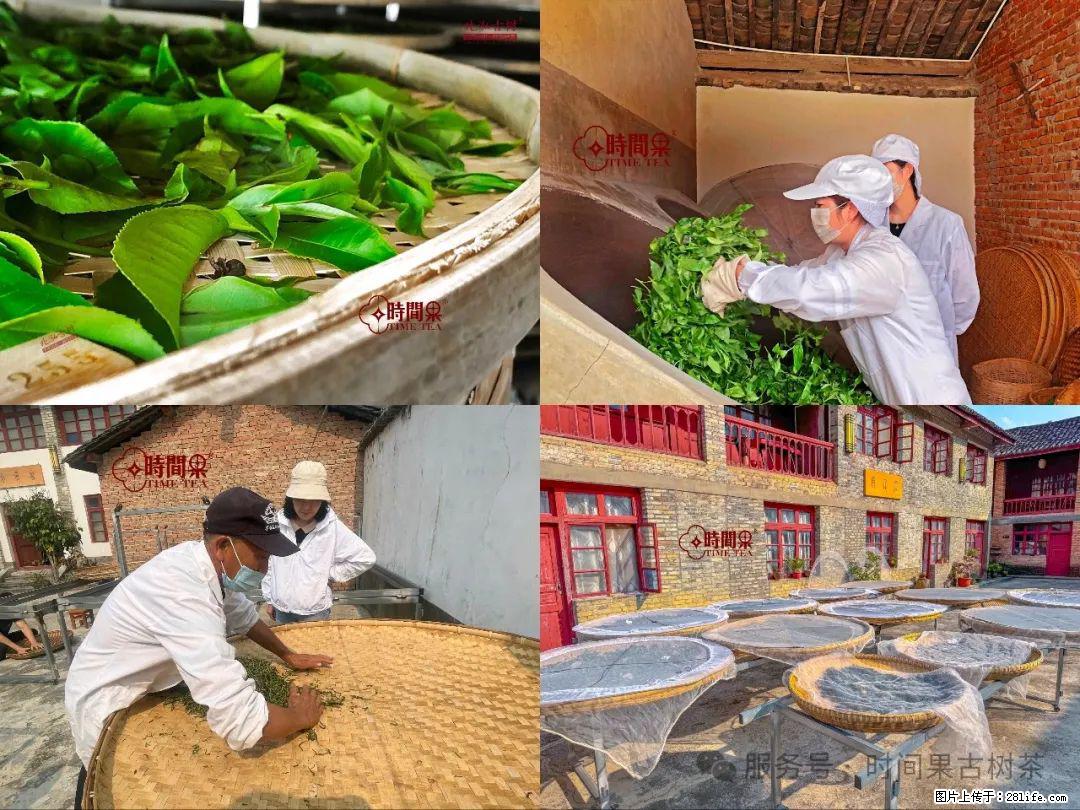 时间果百年古树龙珠普洱生茶 - 购物交流 - 株洲生活社区 - 株洲28生活网 zhuzhou.28life.com