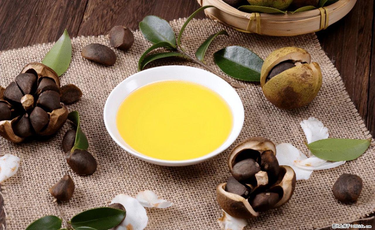 揭秘茶油的5大核心营养成分！被称为人体健康的“守护盾”！ - 株洲生活资讯 - 株洲28生活网 zhuzhou.28life.com