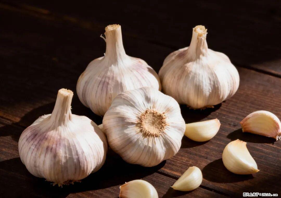 关于大蒜，除了“天然抗生素”，这4个谣言更该警惕! - 株洲生活资讯 - 株洲28生活网 zhuzhou.28life.com