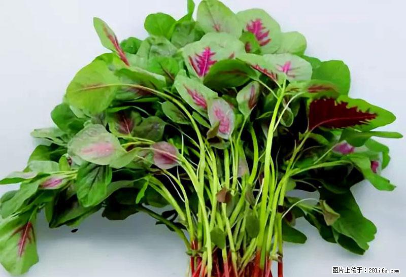 这些蔬菜是“天然钙片”，这6种被医生重点推荐 - 株洲生活资讯 - 株洲28生活网 zhuzhou.28life.com