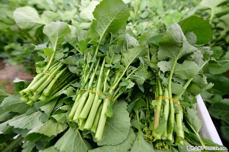 这些蔬菜是“天然钙片”，这6种被医生重点推荐 - 株洲生活资讯 - 株洲28生活网 zhuzhou.28life.com